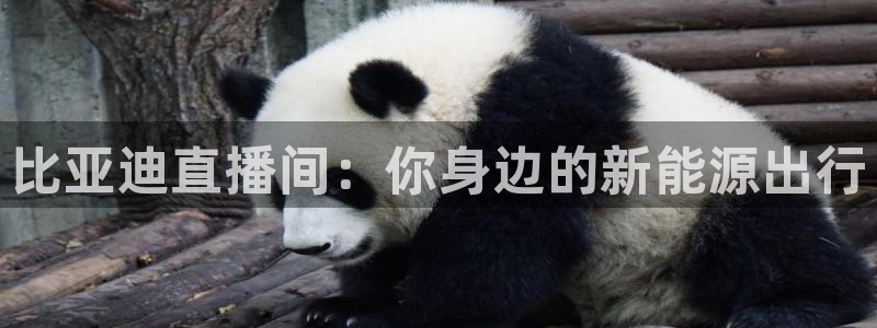 jrkan直播nba免费：比亚迪直播间：你身边的新能源出行